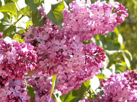 au jardin (bis)