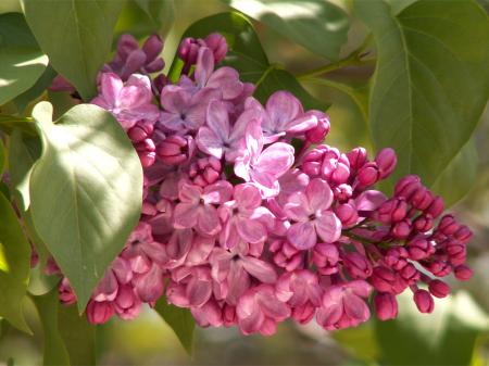 au jardin